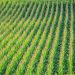 México dispara la importación de maíz blanco con un incremento del 291%