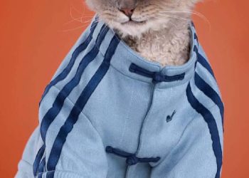 Adidas celebra el Año Nuevo Lunar llevando el matching a las mascotas