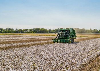 Brasil desplaza a India como principal proveedor de algodón para Bangladesh