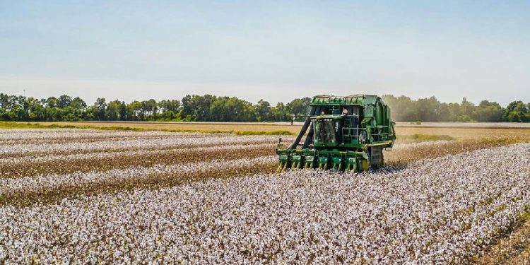 Brasil desplaza a India como principal proveedor de algodón para Bangladesh