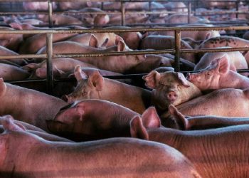 España multiplica importaciones de cerdo pese a la alerta sanitaria en Europa