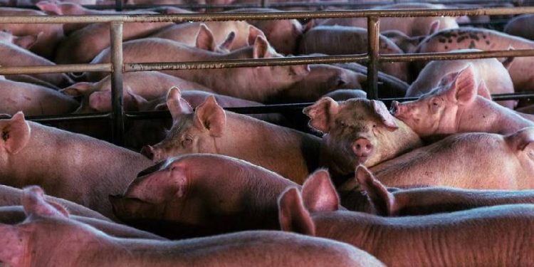 España multiplica importaciones de cerdo pese a la alerta sanitaria en Europa