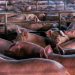 España multiplica importaciones de cerdo pese a la alerta sanitaria en Europa