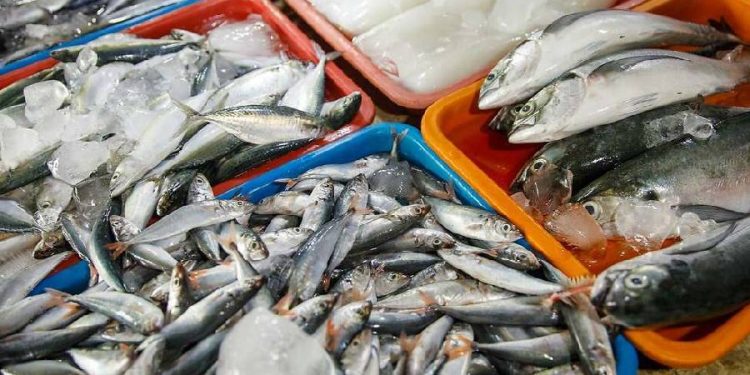 La acuicultura en España: Motor económico silencioso y clave del consumo pesquero