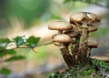 Nootrópicos naturales y medicina vegetal: La esperanza de los perros con demencia
