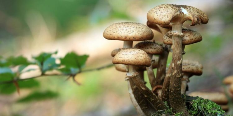 Nootrópicos naturales y medicina vegetal: La esperanza de los perros con demencia