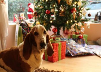 PSH apuesta por la belleza consciente y lanza un ritual navideño para mascotas
