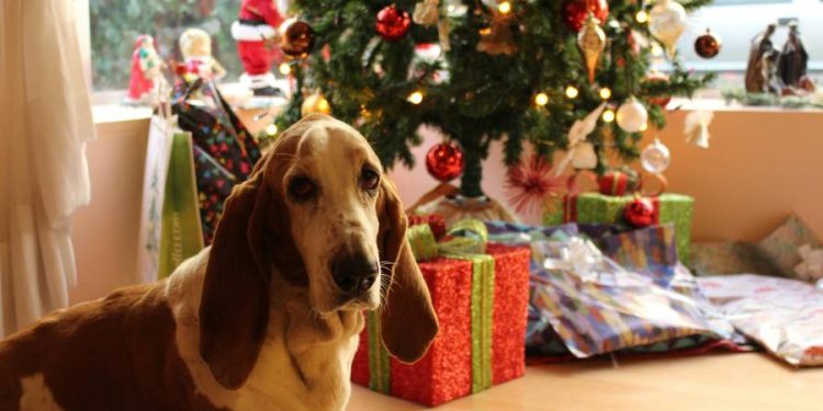 PSH apuesta por la belleza consciente y lanza un ritual navideño para mascotas