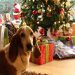 PSH apuesta por la belleza consciente y lanza un ritual navideño para mascotas