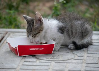Nutrición premium para mascotas a partir de subproductos de salmón