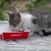 Nutrición premium para mascotas a partir de subproductos de salmón