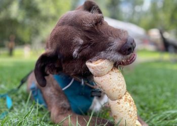 Por qué los perros esconden comida y juguetes: Un instinto ancestral que sigue vivo