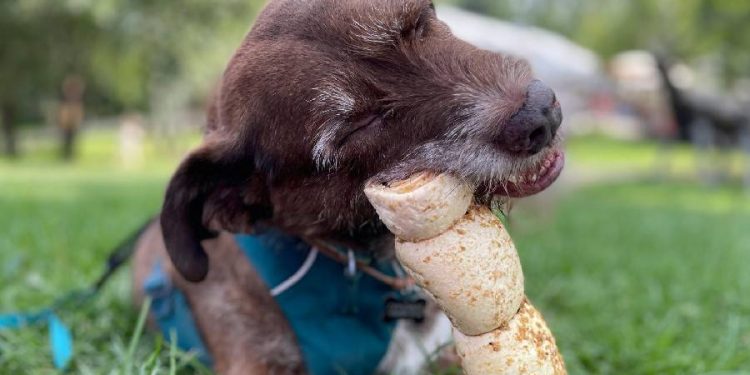 Por qué los perros esconden comida y juguetes: Un instinto ancestral que sigue vivo