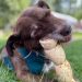 Por qué los perros esconden comida y juguetes: Un instinto ancestral que sigue vivo