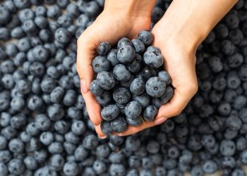 Lanzan campaña para impulsar el consumo local de arándanos