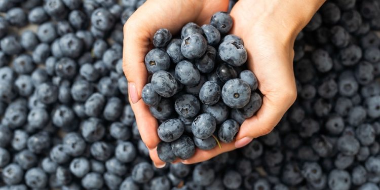 Lanzan campaña para impulsar el consumo local de arándanos