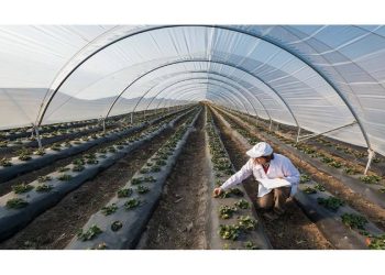 Alimentos eco: El alza de precios frena un consumo histórico