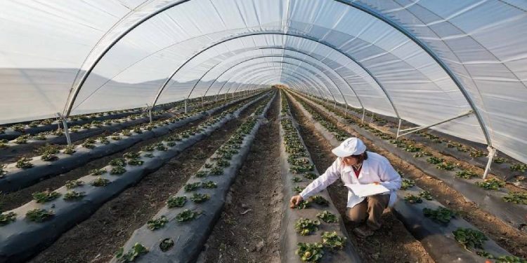 Alimentos eco: El alza de precios frena un consumo histórico