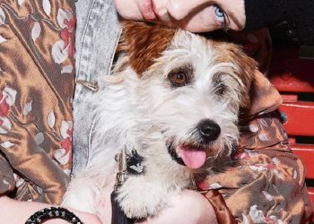 Armani trae su lujo silencioso al mundo de las mascotas