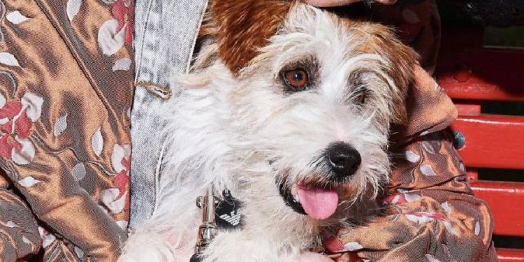 Armani trae su lujo silencioso al mundo de las mascotas