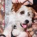 Armani trae su lujo silencioso al mundo de las mascotas