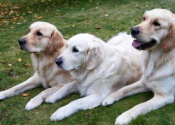 Costa Rica impulsa un nuevo concepto pet friendly con el lanzamiento de «Pet Lover Club»