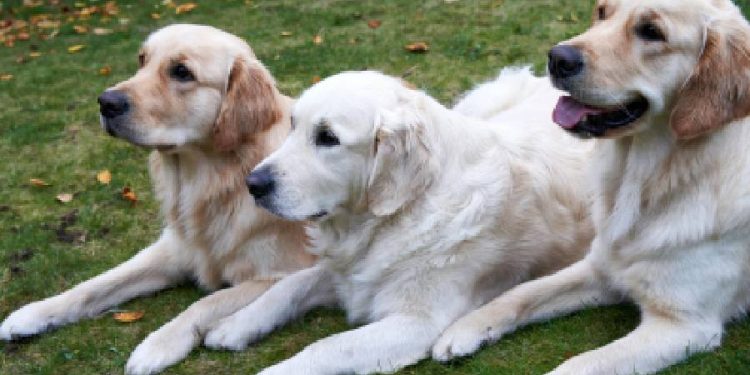Costa Rica impulsa un nuevo concepto pet friendly con el lanzamiento de «Pet Lover Club»