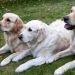 Costa Rica impulsa un nuevo concepto pet friendly con el lanzamiento de «Pet Lover Club»