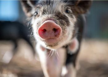 Mini pigs en Quito: Tendencia y compromiso de una mascota no convencional