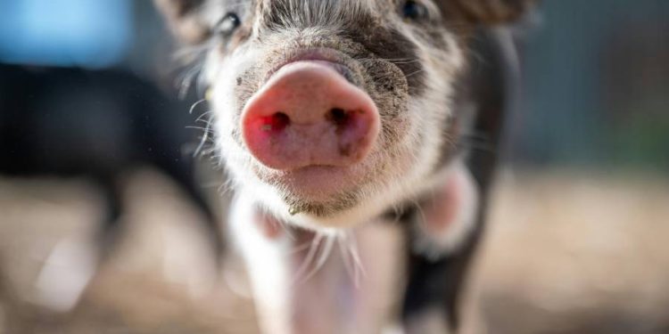 Mini pigs en Quito: Tendencia y compromiso de una mascota no convencional