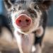 Mini pigs en Quito: Tendencia y compromiso de una mascota no convencional