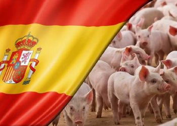 Porcino en jaque: España busca salvar 1.800 millones de euros