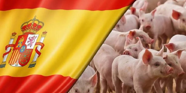 Porcino en jaque: España busca salvar 1.800 millones de euros