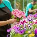 Ventas de flores