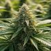 Marihuana legal en Uruguay sube de precio en 2026