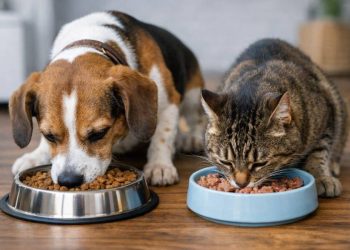 Impulsan eximir impuesto ventas alimentos y productos para mascotas