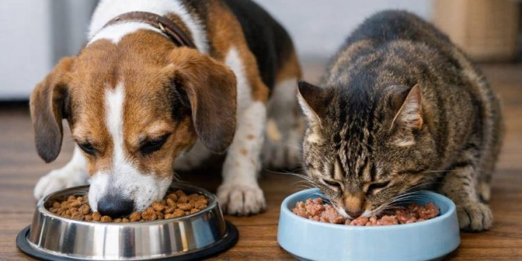 Impulsan eximir impuesto ventas alimentos y productos para mascotas