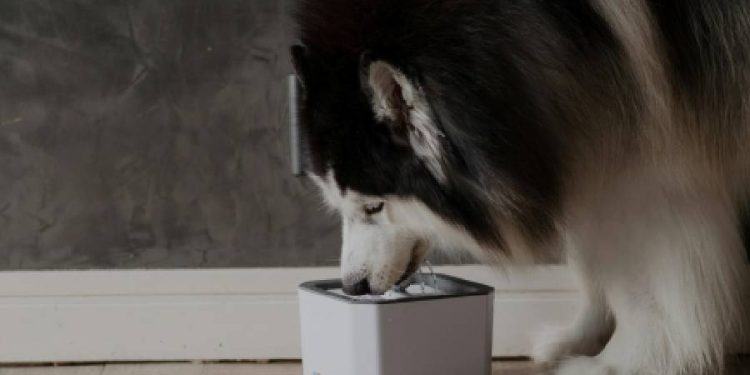 Cuando la tradición alimentaria apuesta por mascotas y abre una nueva oportunidad de negocio