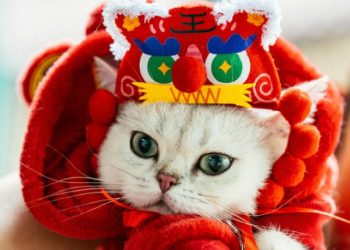 El mercado de mascotas en China crece, se diversifica y cambia hábitos