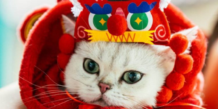 El mercado de mascotas en China crece, se diversifica y cambia hábitos