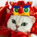 El mercado de mascotas en China crece, se diversifica y cambia hábitos