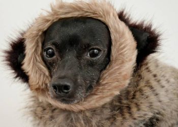 De la moda circular a la ropa para mascotas: Un emprendimiento que evoluciona