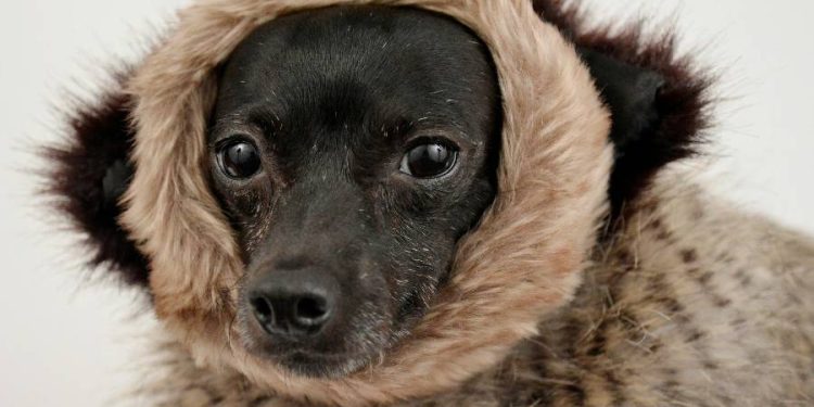 De la moda circular a la ropa para mascotas: Un emprendimiento que evoluciona
