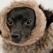 De la moda circular a la ropa para mascotas: Un emprendimiento que evoluciona