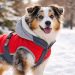 ¿Deben los perros llevar abrigo en invierno? Un análisis completo con recomendaciones