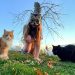 El Refugio del Instinto: ¿Por qué los Jóvenes Eligen ser Animales?