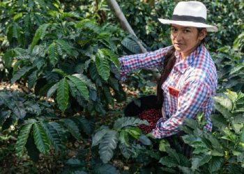 Norte de Santander impulsa su café al mundo