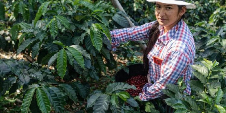 Norte de Santander impulsa su café al mundo