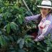 Norte de Santander impulsa su café al mundo