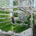 El renacer vertical: Realismo frente a la burbuja agrícola